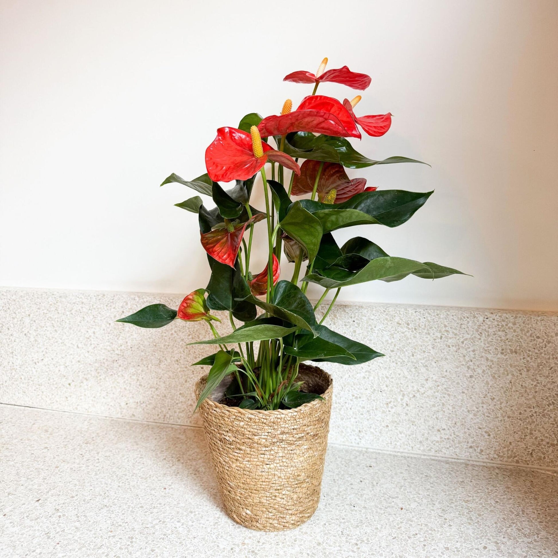 Anturio - Anthurium 'madural Orange' - Incluye Cesta - Altura 55-70cm - Ø17cm_4