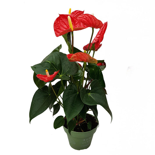 Anturio - Anthurium 'madural Red' - Altura 40-45cm - Ø14cm_0