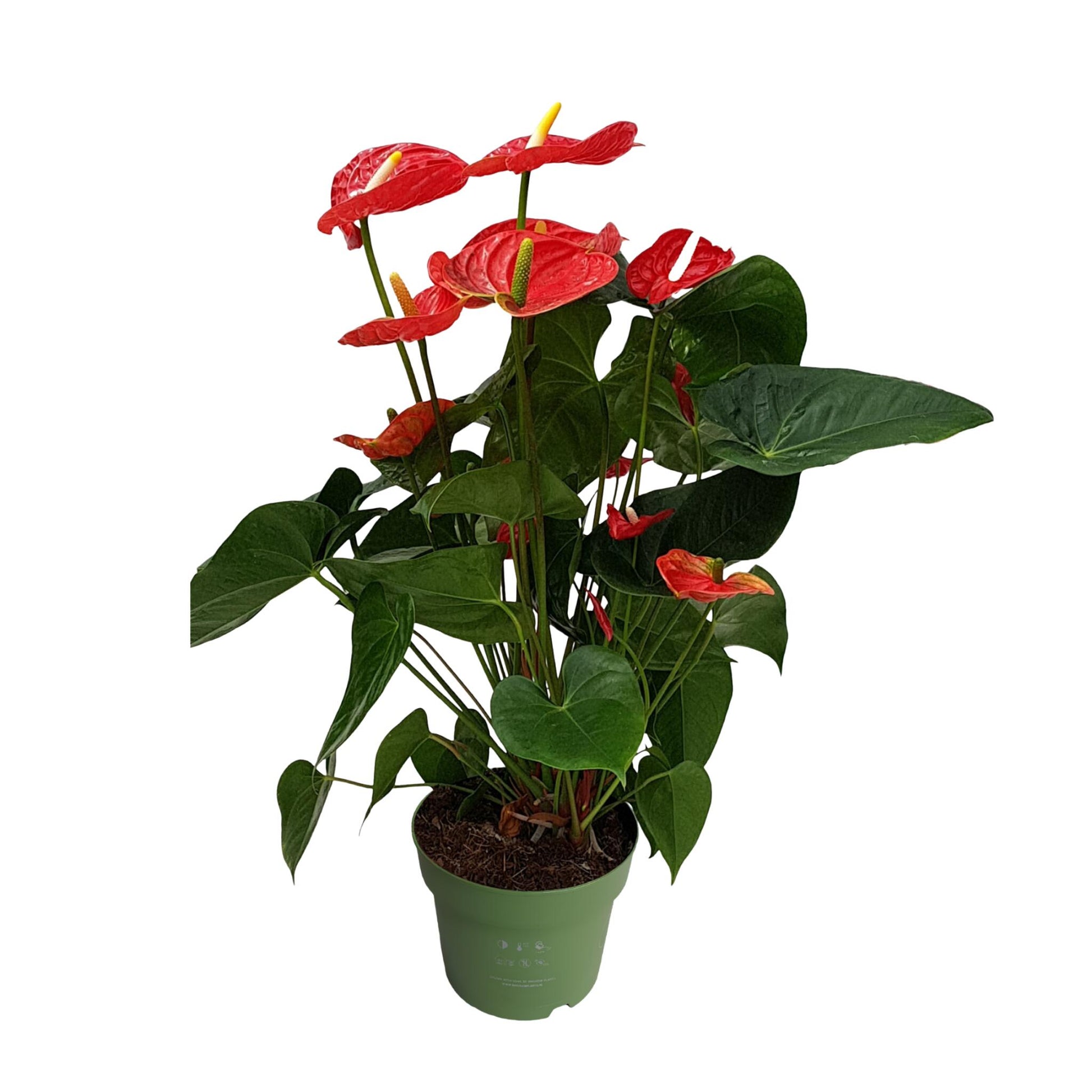 Anturio - Anthurium 'madural Red' - Altura 55-70cm - Ø17cm_0