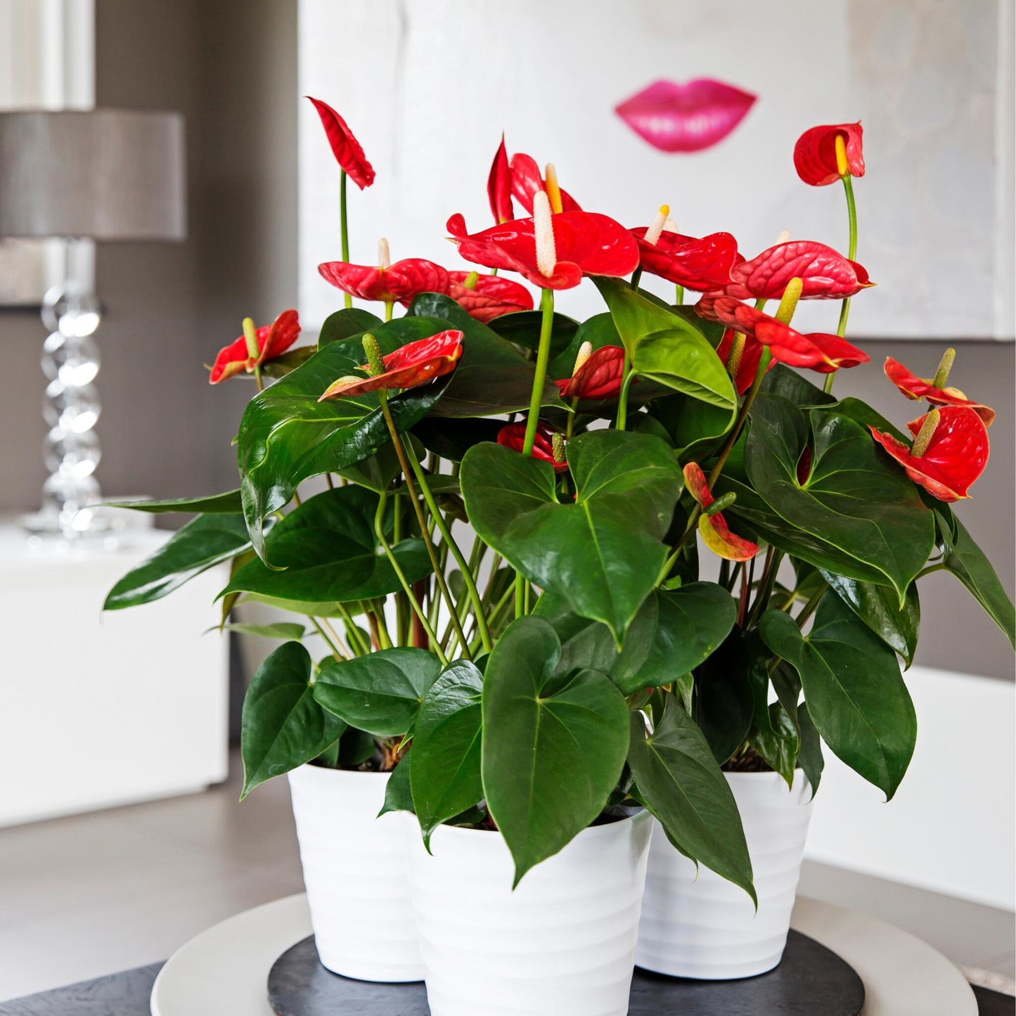 Anturio - Anthurium 'madural Red' - Altura 55-70cm - Ø17cm_1