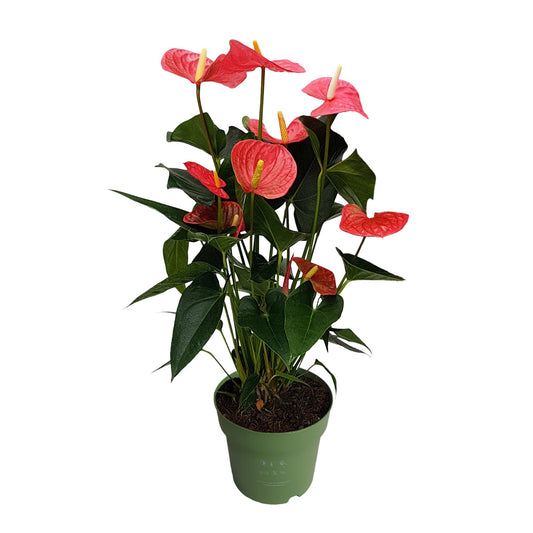 Anturio - Anthurium 'maine Pink' - Altura 55-70cm - Ø17cm_0