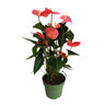 Anturio - Anthurium 'maine Pink' - Altura 55-70cm - Ø17cm
