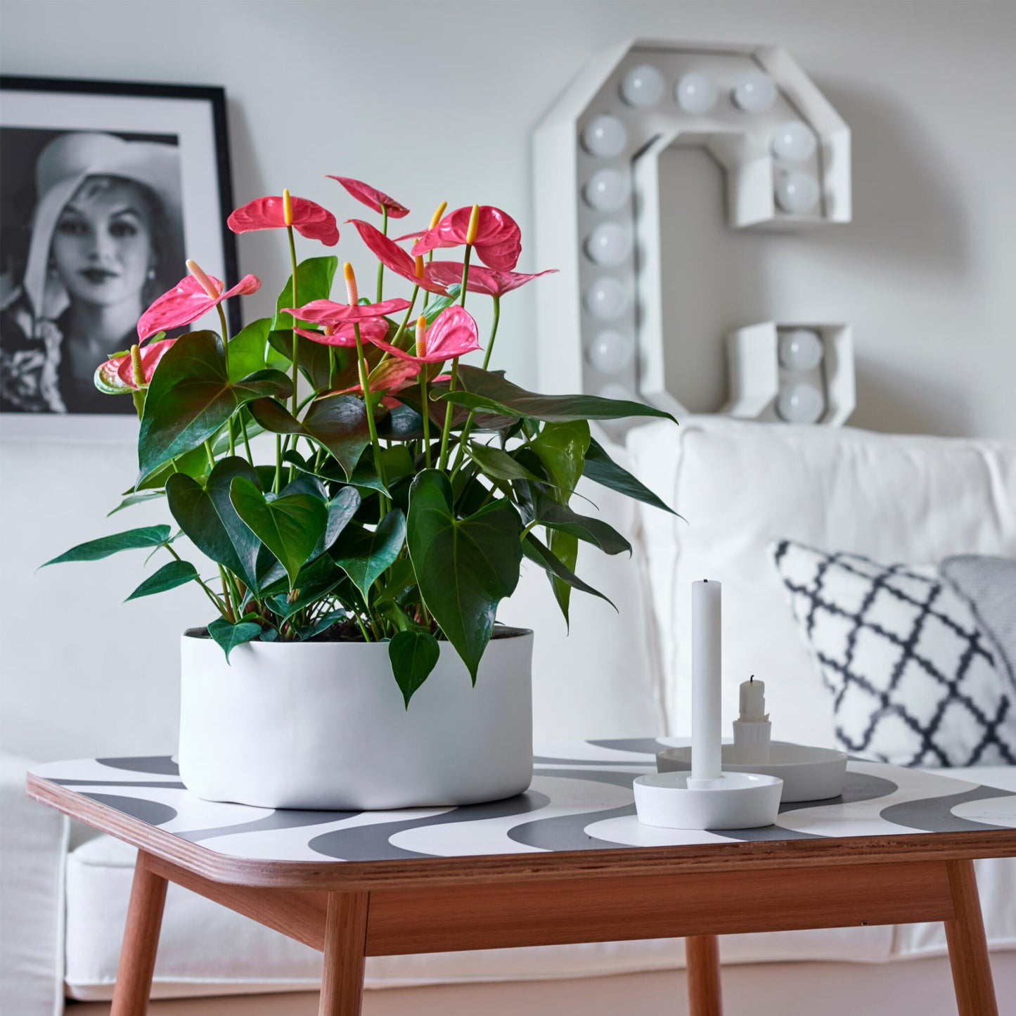 Anturio - Anthurium 'maine Pink' - Altura 55-70cm - Ø17cm_1