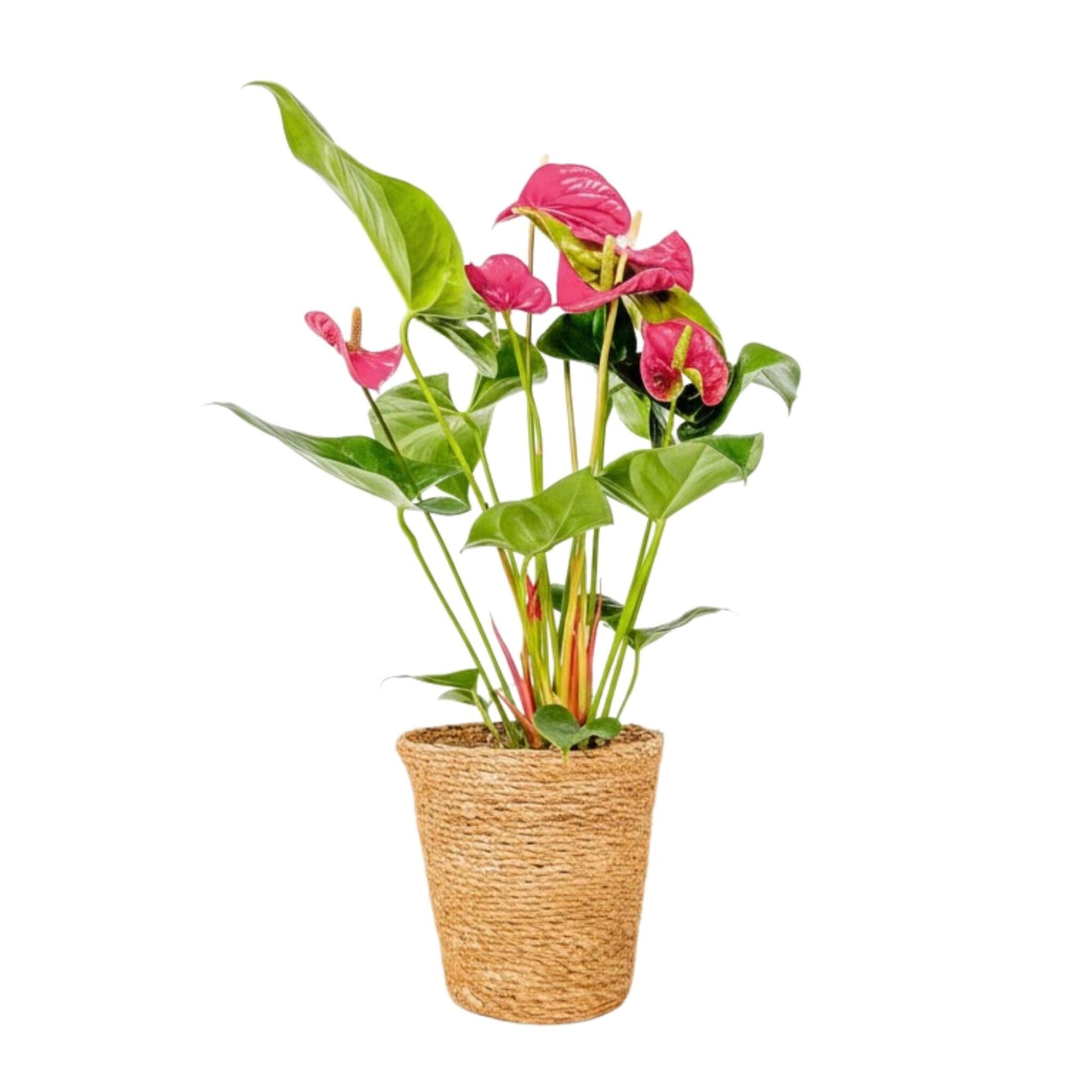Anturio - Anthurium 'maine Pink' - Incluye Cesta - Altura 55-70cm - Ø17cm_0