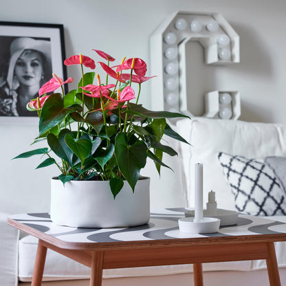 Anturio - Anthurium 'maine Pink' - Incluye Cesta - Altura 55-70cm - Ø17cm_1