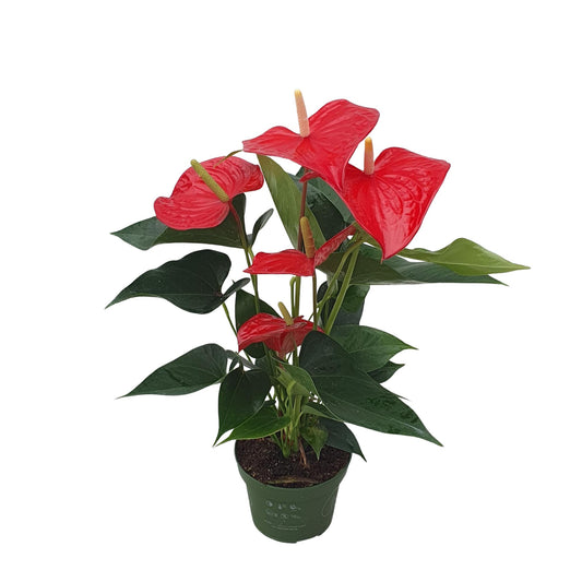Anturio - Anthurium 'royal Champion' - Altura 35-45cm - Ø12cm_0