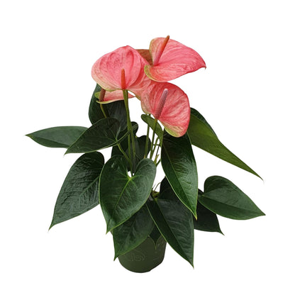 Anturio - Anthurium 'sweet Dream' - Altura 35-45cm - Ø12cm_0