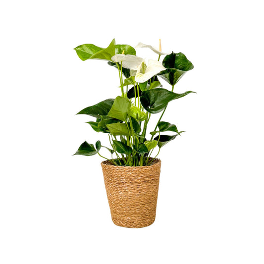 Anturio - Con Cesta - Anthurium 'alaska White' - Altura 55-70cm - Ø17cm_0