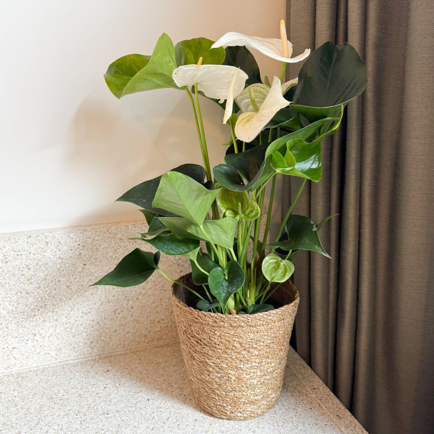Anturio - Con Cesta - Anthurium 'alaska White' - Altura 55-70cm - Ø17cm_1