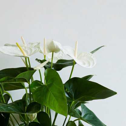 Anturio - Con Cesta - Anthurium 'alaska White' - Altura 55-70cm - Ø17cm_3