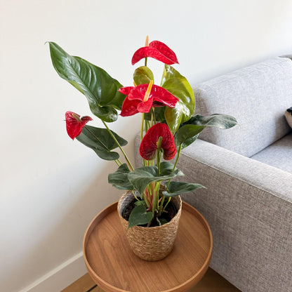Anturio - Con Cesta - Anthurium 'madural Red' - Altura 55-70cm - Ø17cm_1