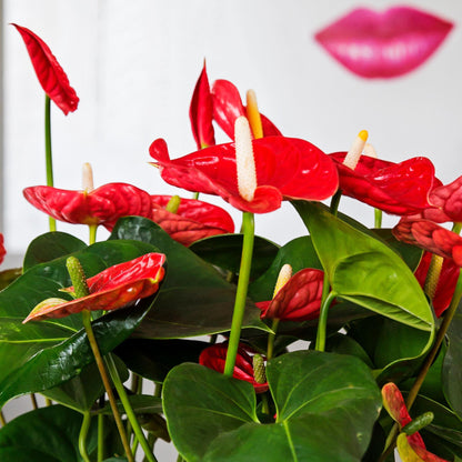 Anturio - Con Cesta - Anthurium 'madural Red' - Altura 55-70cm - Ø17cm_3