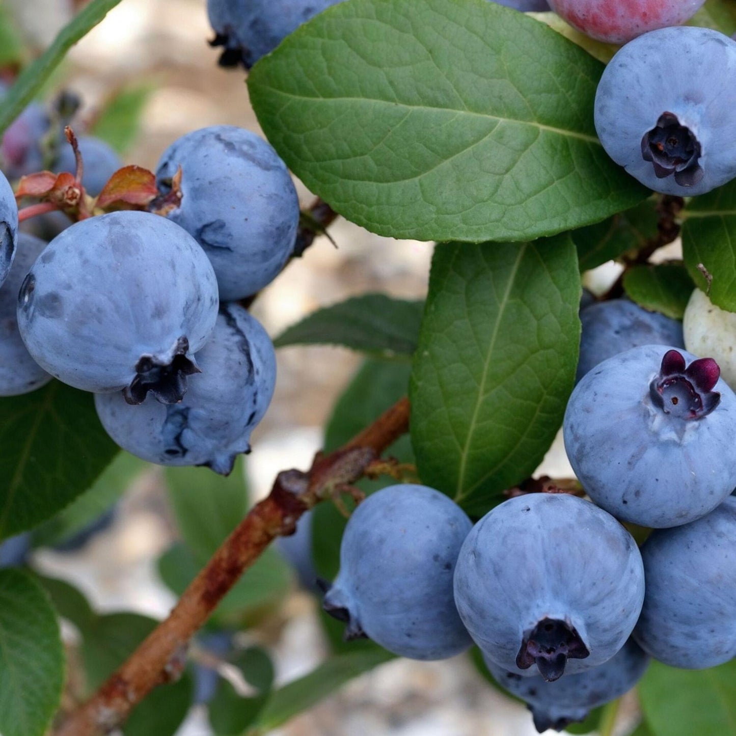 Arándano Alto - 6 Pzs - Vaccinium 'sunshine Blue' - Altura 25-40cm - ⌀9cm_3