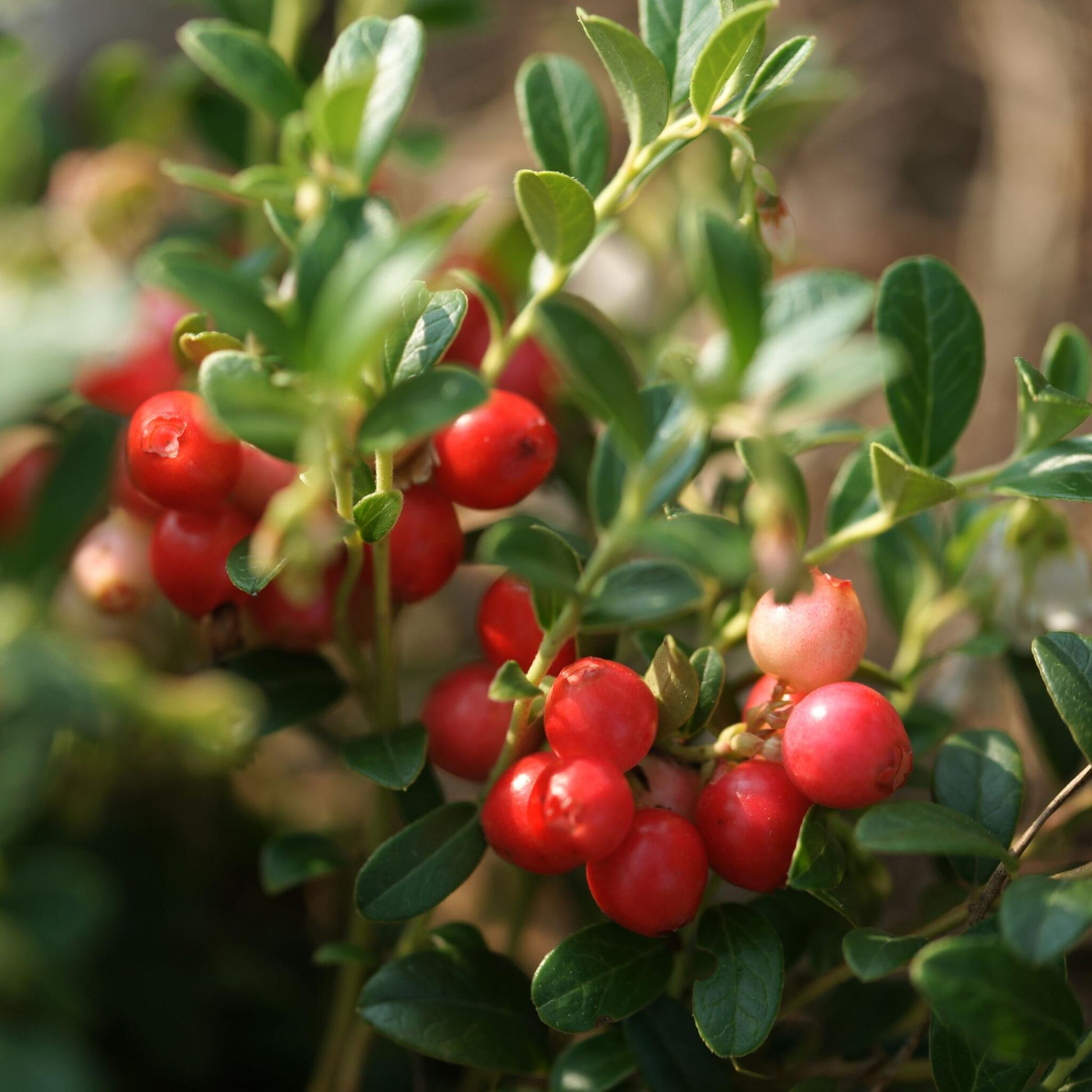 Arándano Rojo - 3 Pzs - Vaccinium Macrocarpon 'cranberry' - A10-20cm - ⌀9cm_3