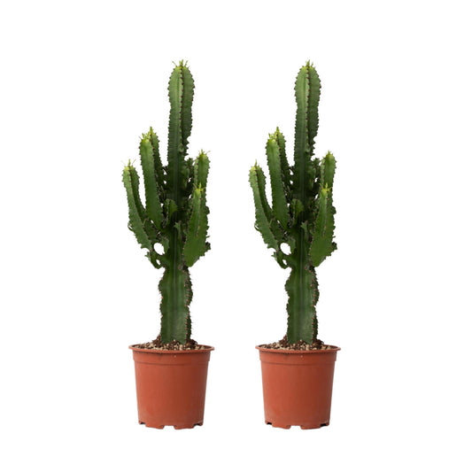 Árbol Candelabro - 2 Pzs - Euphorbia Ingens - Altura 50-60cm - ⌀17cm_0