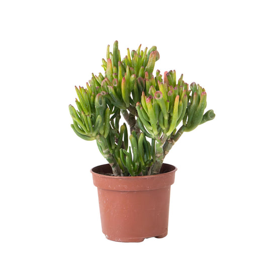 Árbol De Jade - Crassula Ovata 'hobbit' - Altura 10-20cm - ⌀12cm_0
