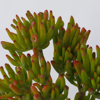 Árbol De Jade - Crassula Ovata 'hobbit' - Altura 10-20cm - ⌀12cm_3