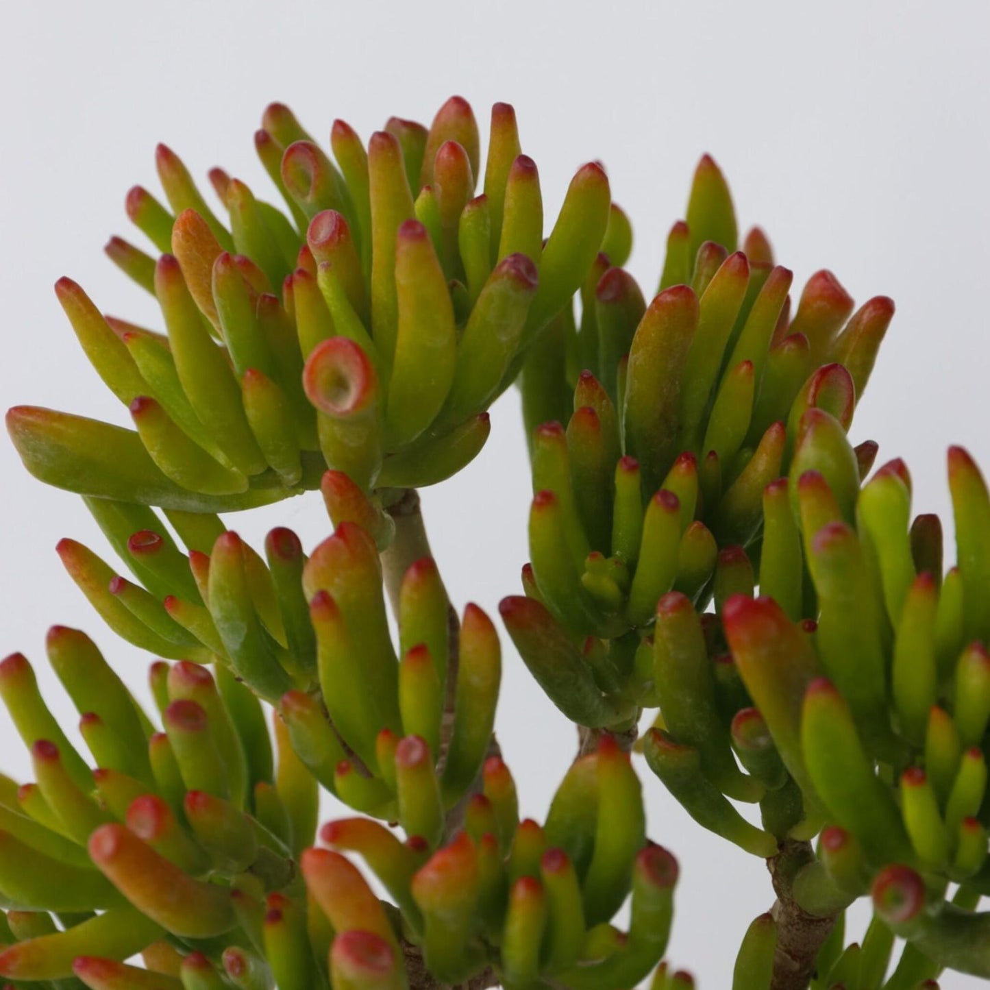 Árbol De Jade - Crassula Ovata 'hobbit' - Altura 45-50cm - ⌀23cm_3
