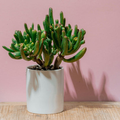 Árbol De Jade - Crassula Ovata 'hobbit' - Altura 55-60cm - ⌀30cm_1