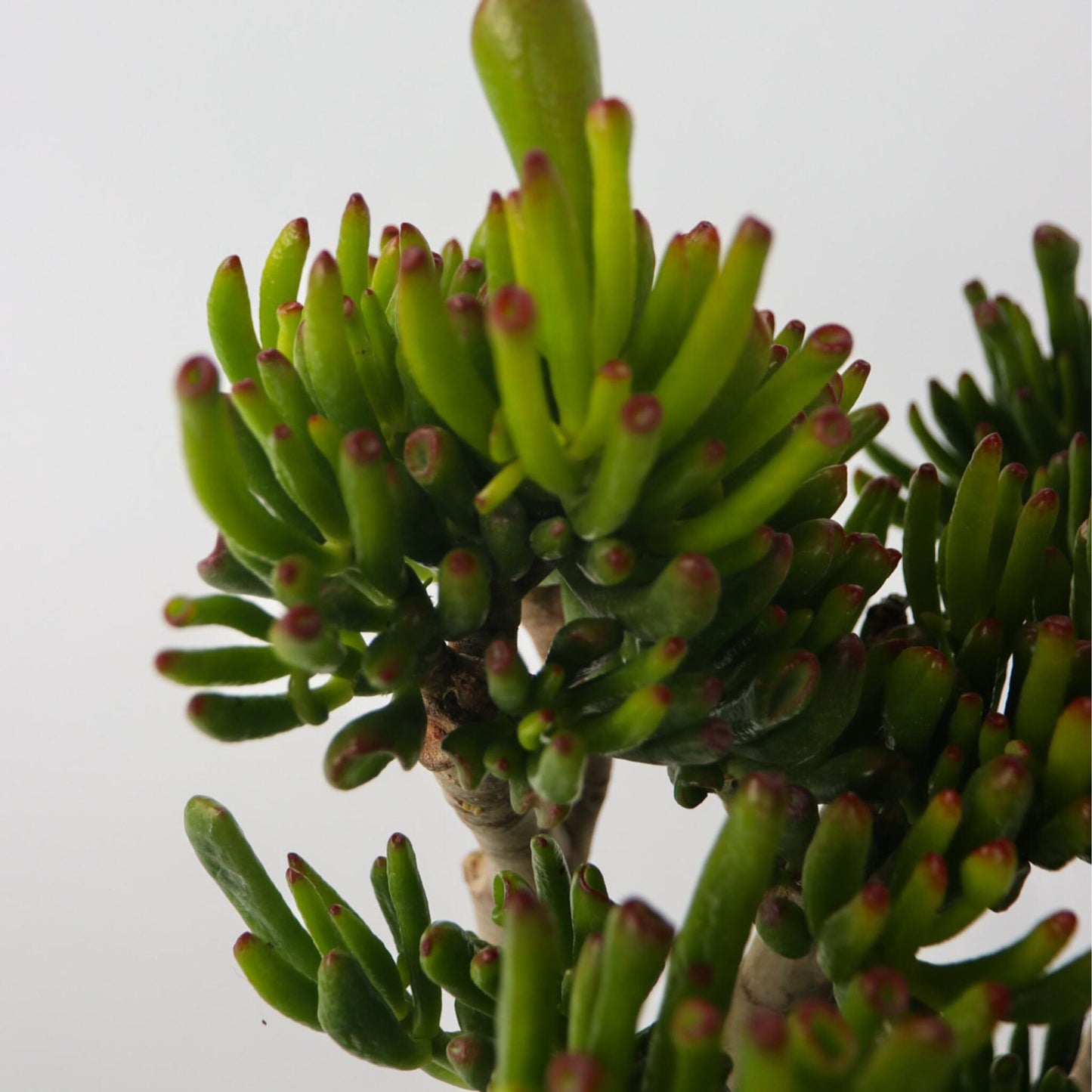 Árbol De Jade - Crassula Ovata 'hobbit' - Altura 55-60cm - ⌀30cm_3