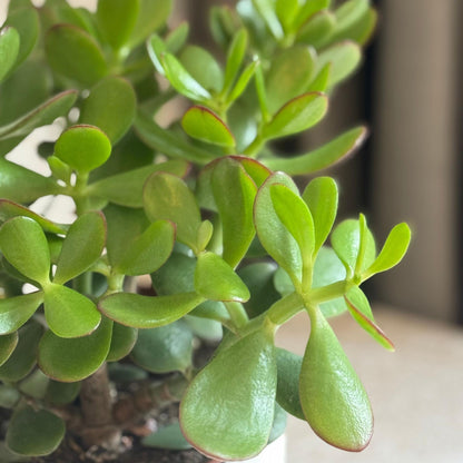 Árbol De Jade - Crassula Ovata 'minor' - Altura 30-35cm - ⌀17cm_3