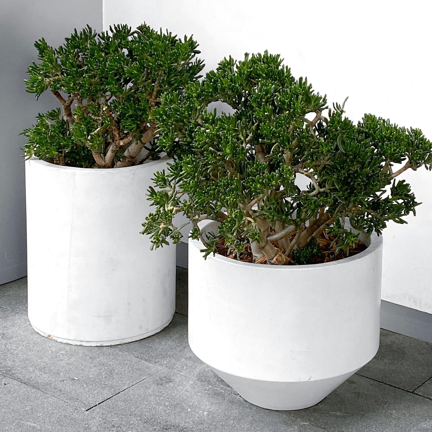 Árbol De Jade - Crassula Ovata 'minor' - Altura 30-35cm - ⌀17cm_4