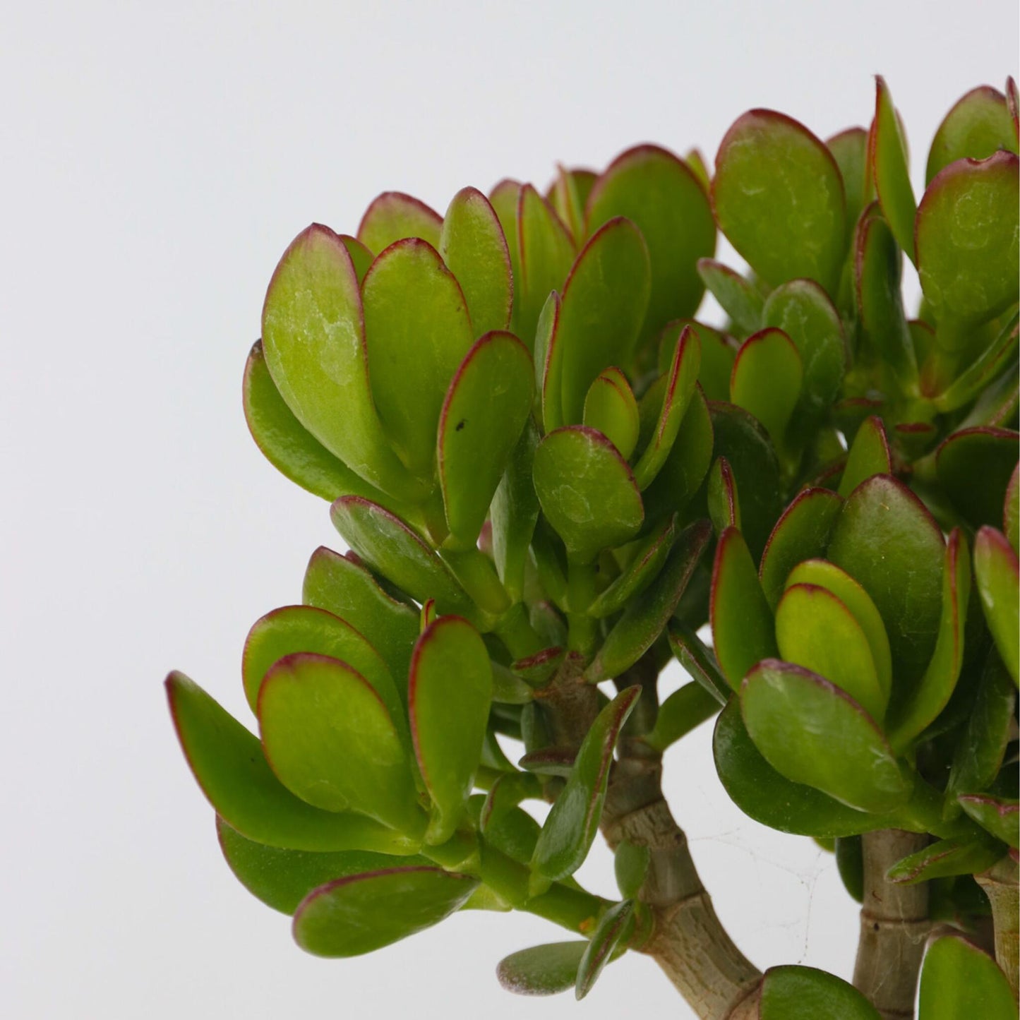 Árbol De Jade - Crassula Ovata 'minor' - Altura 45-50cm - ⌀23cm_3