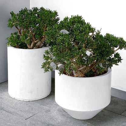 Árbol De Jade - Crassula Ovata 'minor' - Altura 60-65cm - ⌀30cm_1