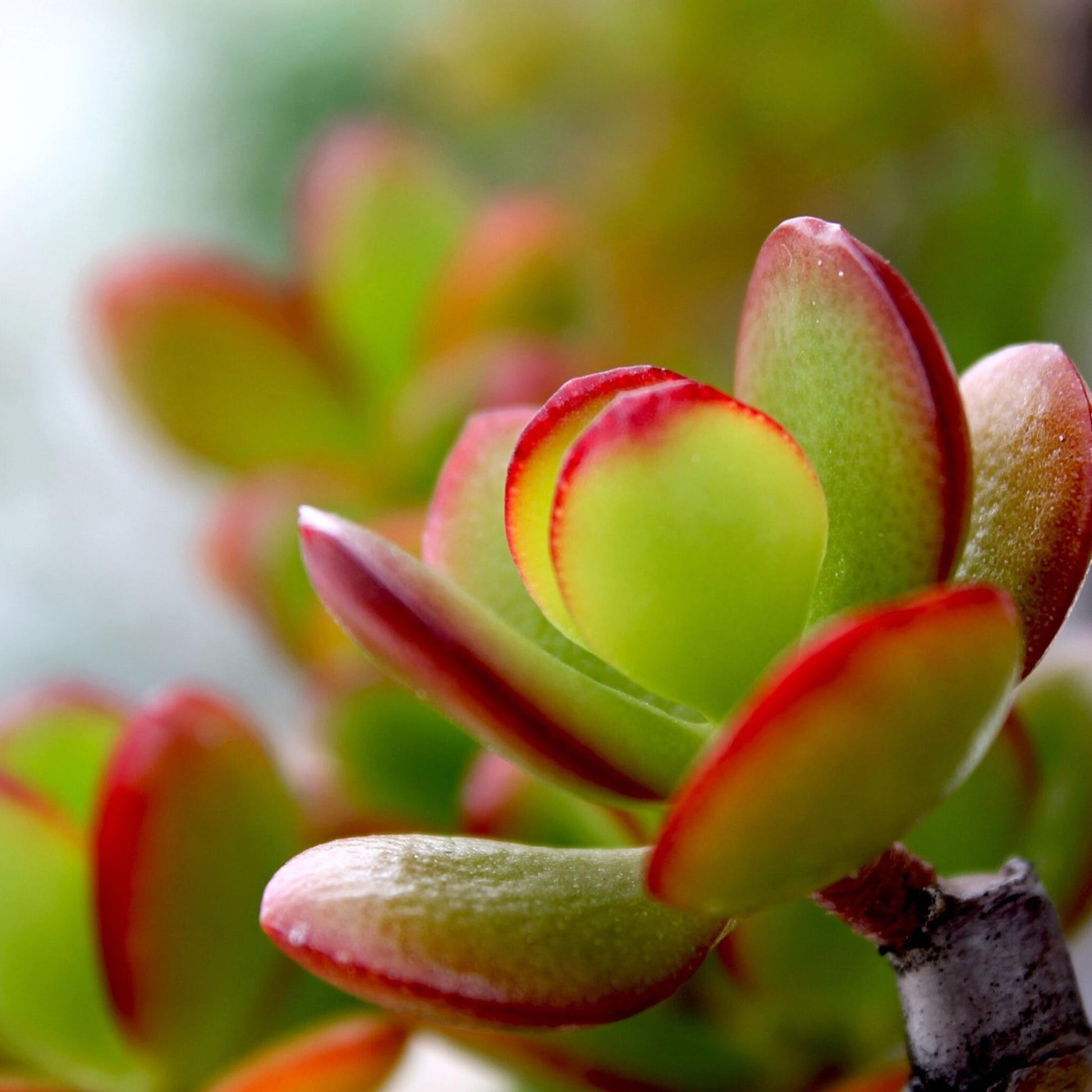 Árbol De Jade - Crassula Ovata 'sunset' - Altura 30-35cm - ⌀17cm_1