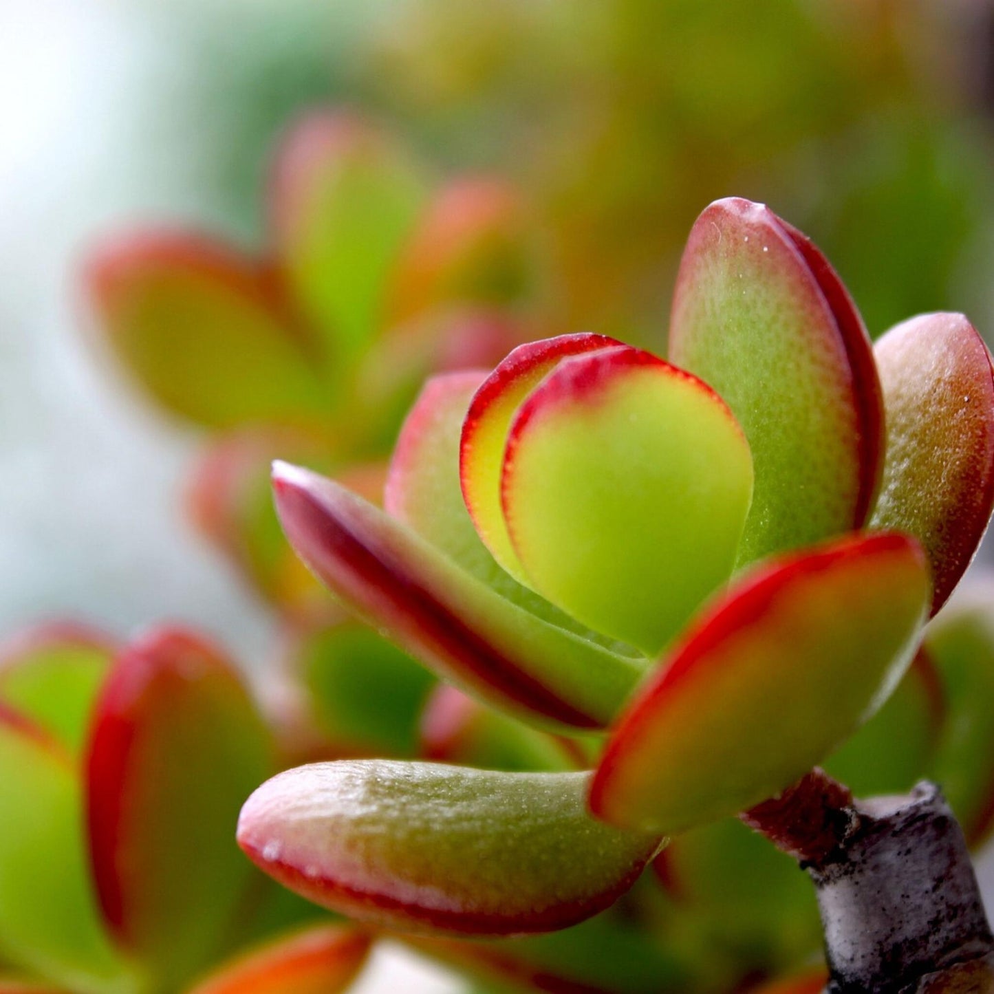 Árbol De Jade - Crassula Ovata 'sunset' - Altura 45-50cm - ⌀23cm_1