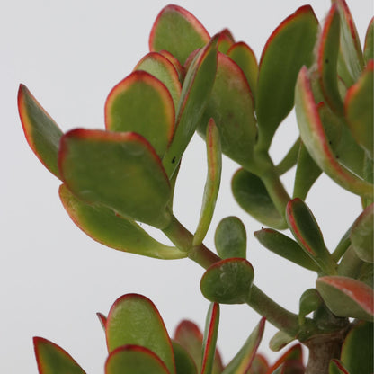 Árbol De Jade - Crassula Ovata 'sunset' - Altura 55-60cm - ⌀30cm_3