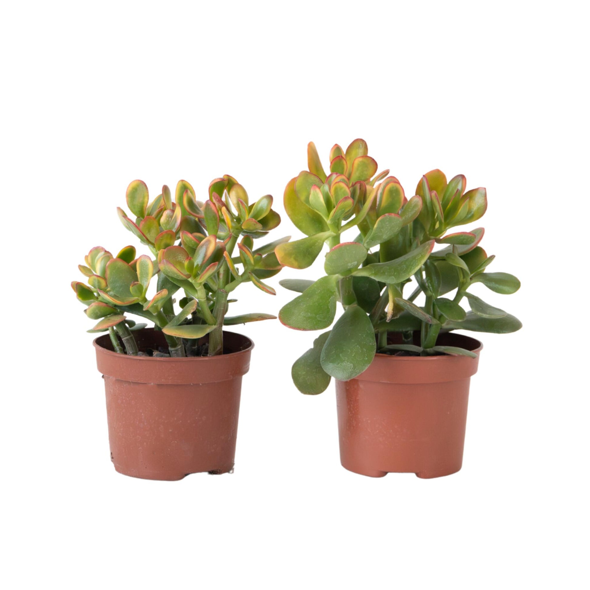 Árbol De Jade - Set 2 - Crassula Ovata 'sunset' - Altura 15-20cm - ⌀12cm_0