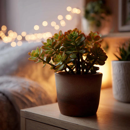 Árbol De Jade - Set 2 - Crassula Ovata 'sunset' - Altura 15-20cm - ⌀12cm_1