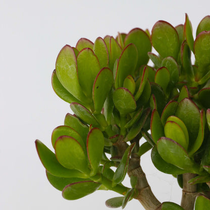 Árbol De La Suerte - Crassula Ovata - Altura 15-25cm - Ø12cm_3