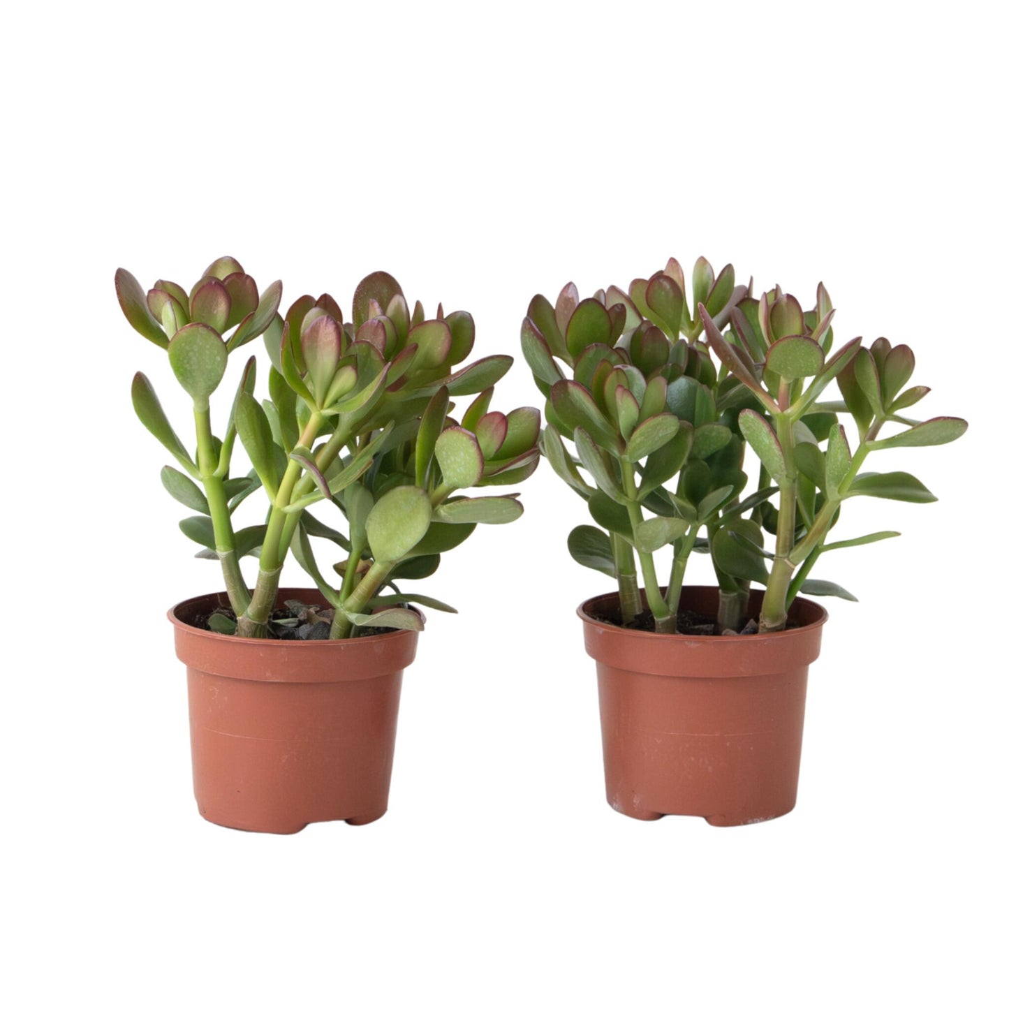 Árbol De La Suerte - Set 2 - Crassula Ovata - Altura 15-25cm - Ø12cm_0