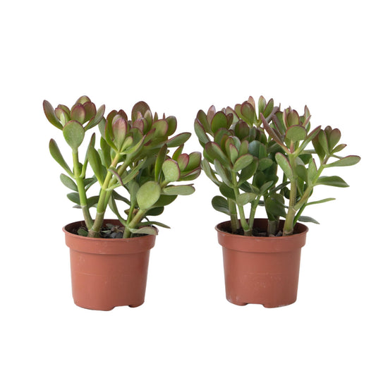 Árbol De La Suerte - Set 2 - Crassula Ovata - Altura 15-25cm - Ø12cm_0