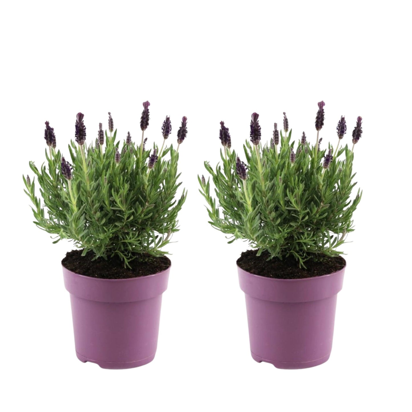 Árbol De Lavanda - 2 Pzs - Lavandula Stoechas 'anouk' - Altura 25-35cm - ⌀15cm_0