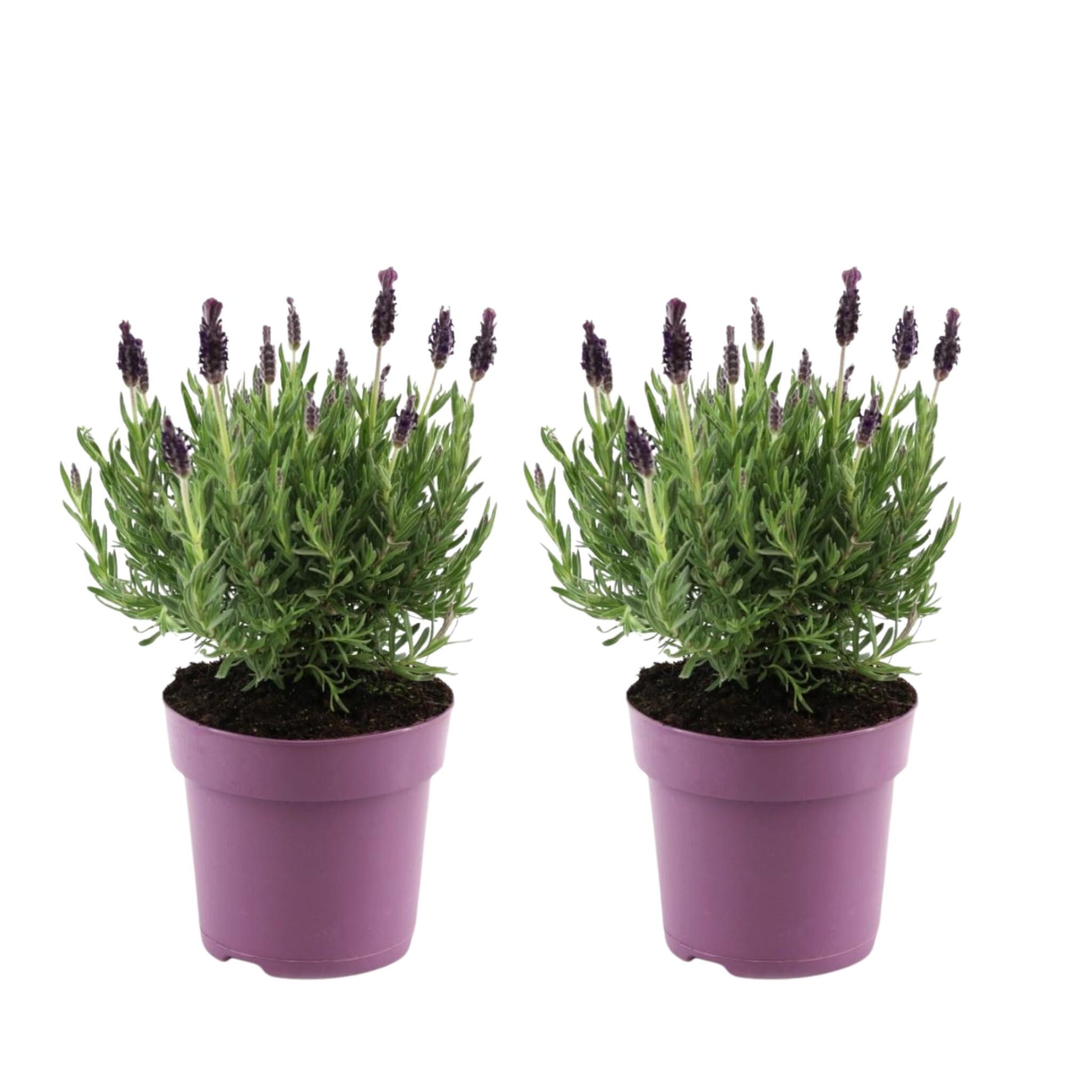 Árbol De Lavanda - 2 Pzs - Lavandula Stoechas 'anouk' - Altura 25-35cm - ⌀15cm_0