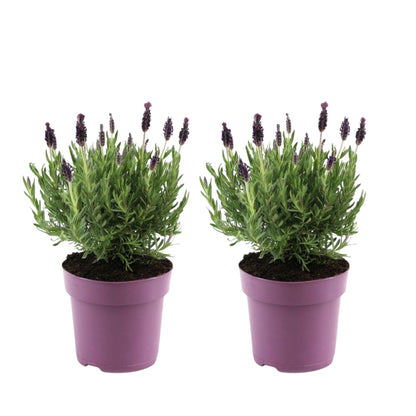 Árbol De Lavanda - 2 Pzs - Lavandula Stoechas 'anouk' - Altura 25-35cm - ⌀15cm_0