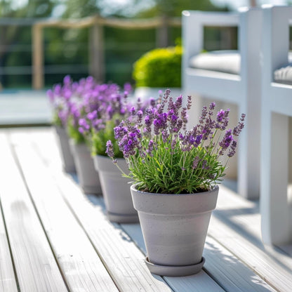 Árbol De Lavanda - 2 Pzs - Lavandula Stoechas 'anouk' - Altura 25-35cm - ⌀15cm_1