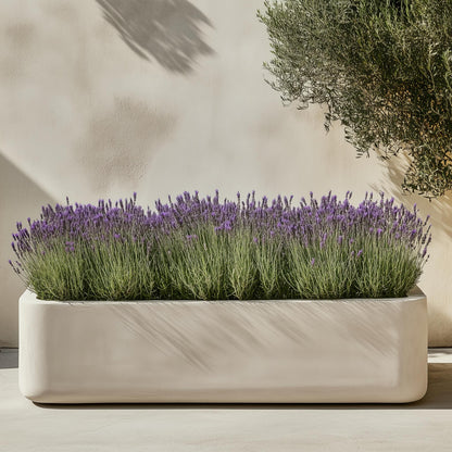 Árbol De Lavanda - 2 Pzs - Lavandula Stoechas 'anouk' - Altura 25-35cm - ⌀15cm_1