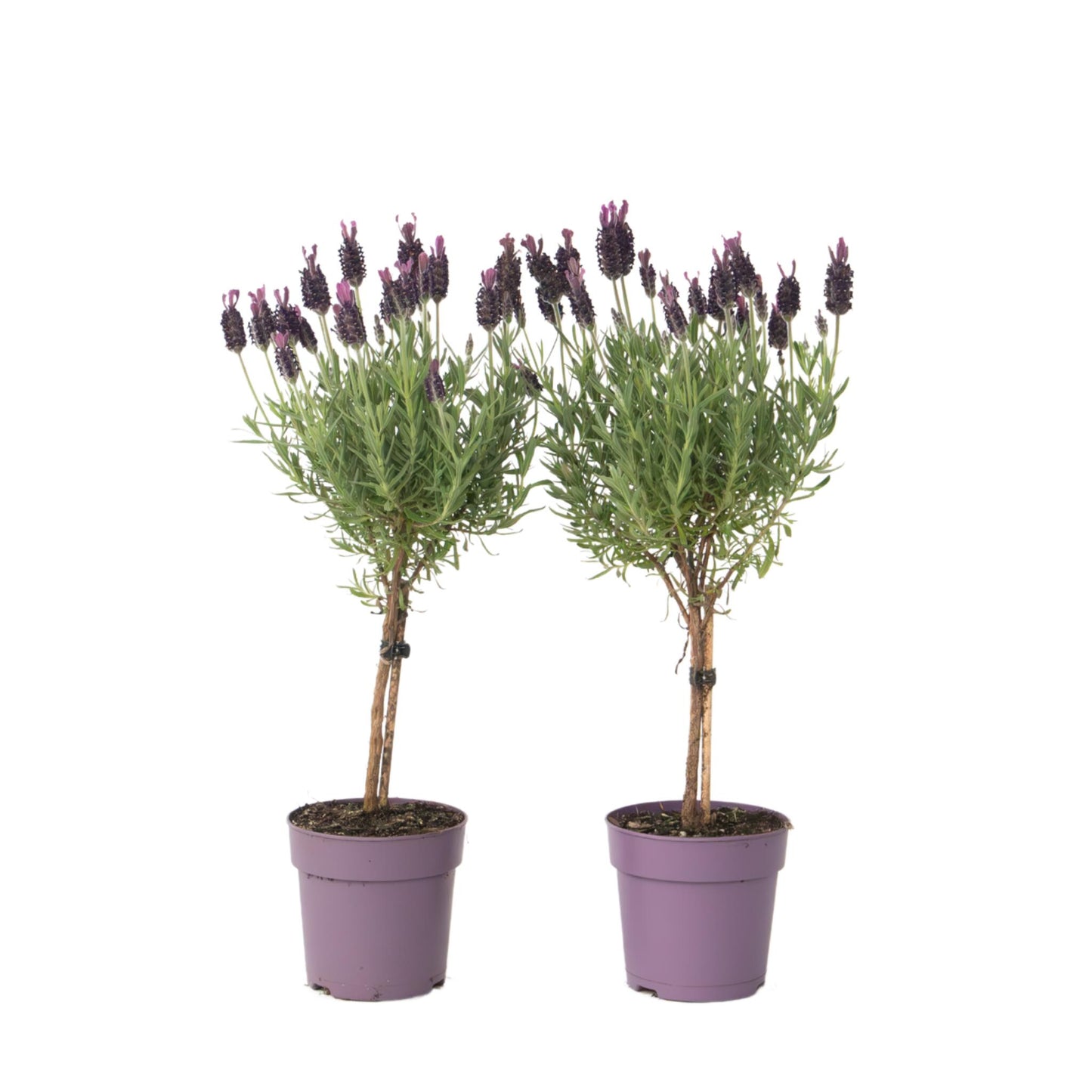 Árbol De Lavanda - 2 Pzs - Lavandula Stoechas 'anouk' - Altura 30-40cm - ⌀12cm_0
