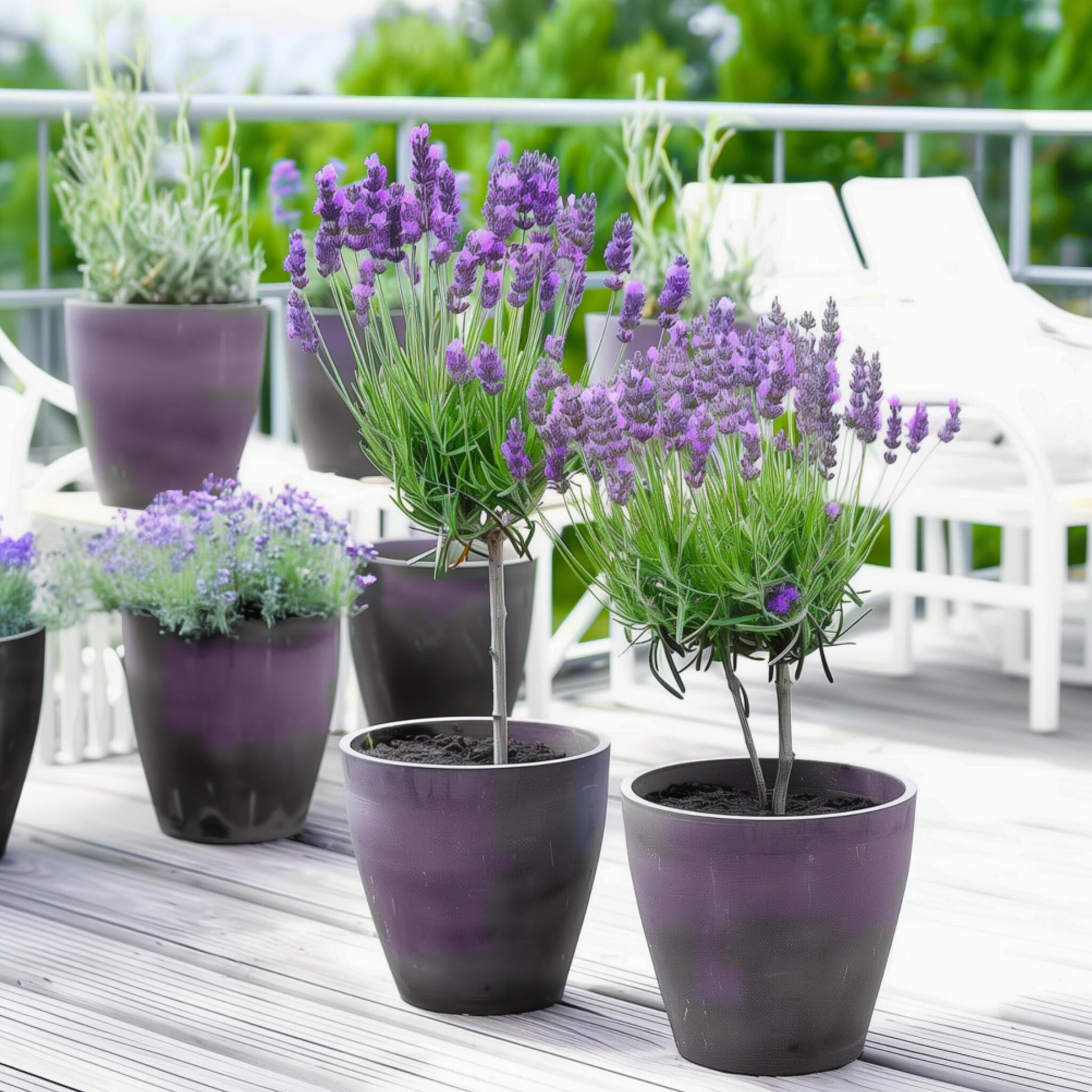 Árbol De Lavanda - 2 Pzs - Lavandula Stoechas 'anouk' - Altura 30-40cm - ⌀12cm_1