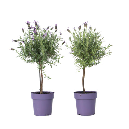 Árbol De Lavanda - 2 Pzs - Lavandula Stoechas 'anouk' - Altura 45-55cm - ⌀15cm_0