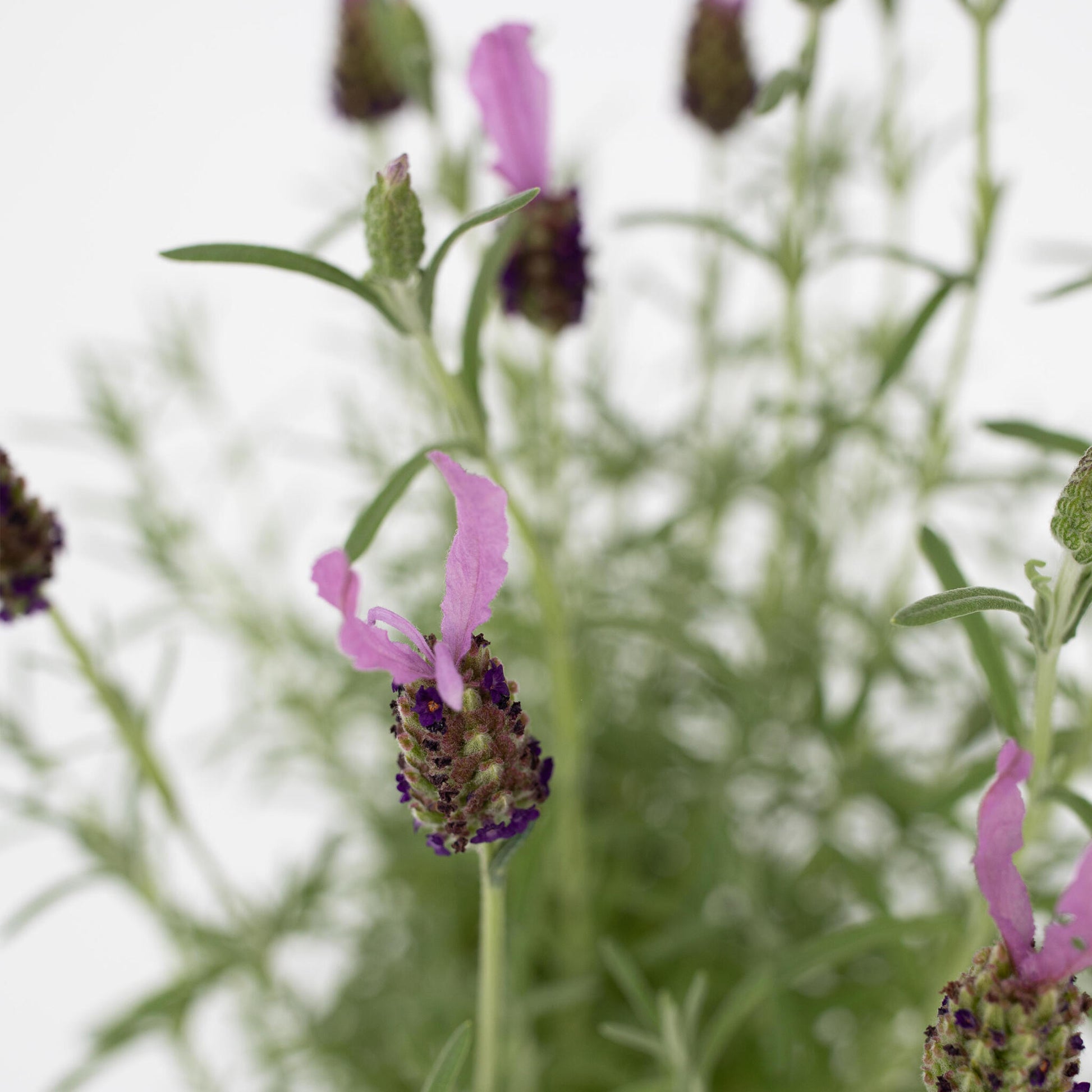 Árbol De Lavanda - 2 Pzs - Lavandula Stoechas 'anouk' - Altura 45-55cm - ⌀15cm_3