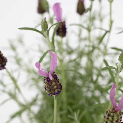 Árbol De Lavanda - 2 Pzs - Lavandula Stoechas 'anouk' - Altura 45-55cm - ⌀15cm_3