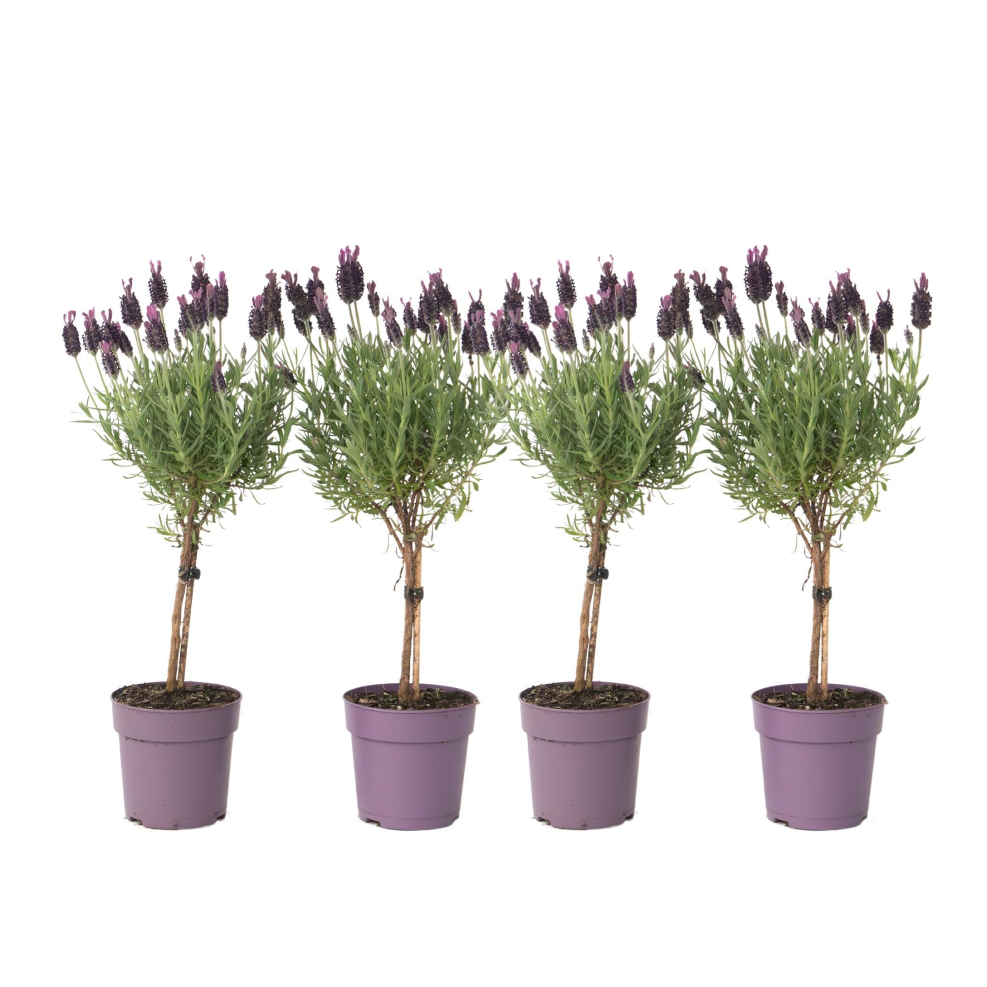 Árbol De Lavanda - 4 Pzs - Lavandula Stoechas 'anouk' - Altura 30-40cm - ⌀12cm_0
