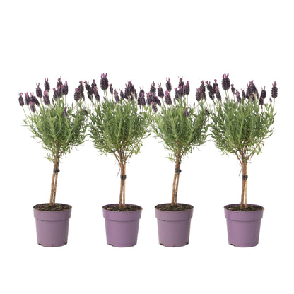 Árbol De Lavanda - 4 Pzs - Lavandula Stoechas 'anouk' - Altura 30-40cm - ⌀12cm_0
