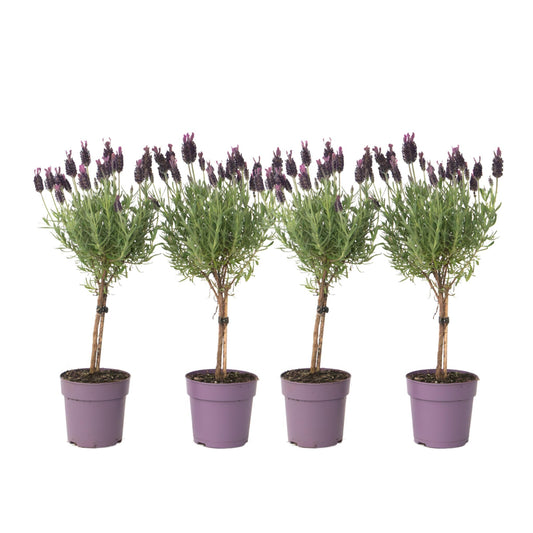 Árbol De Lavanda - 4 Pzs - Lavandula Stoechas 'anouk' - Altura 30-40cm - ⌀12cm_0