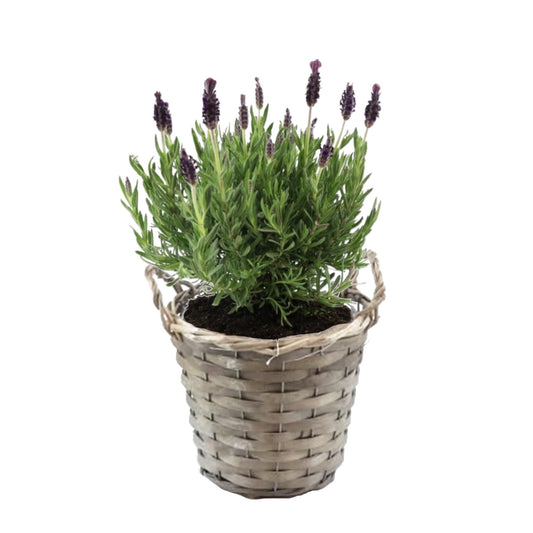 Árbol De Lavanda - Lavandula Stoechas 'anouk' - Altura 25-35cm - ⌀15cm_0